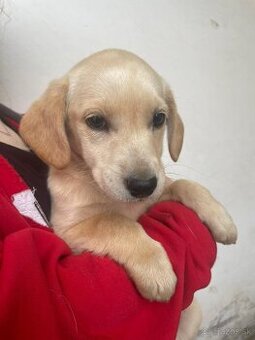 Darujem labradora