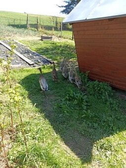 Nasadove vajcia indický bezec
