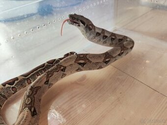 Boa Constrictor