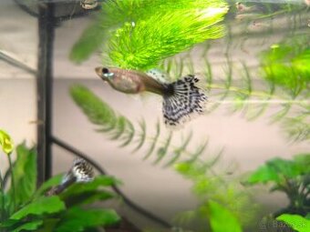 Gupky blue dragon
