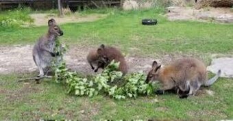 Kengura/Klokan Bennett Wallaby samec