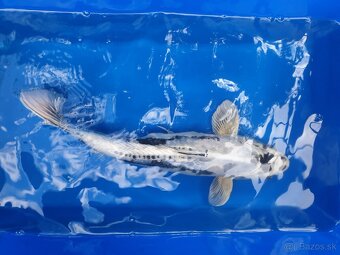 Koi kapre