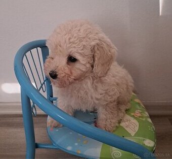 Toy pudel