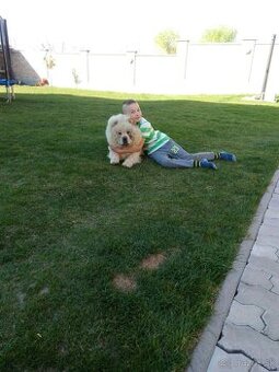 Cau cau