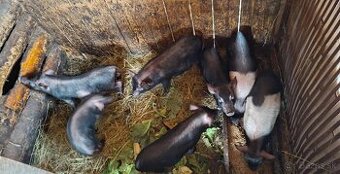 Vietnamské prasiatka