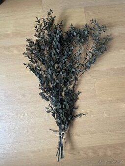 Stabilizovany eukalyptus