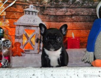 Francúzsky buldoček s PP/French bulldog - 1