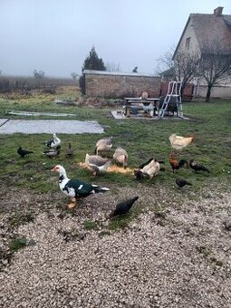 Predám husy a kacky