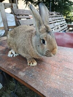 Predám králiky