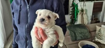 Predam Westika fenku