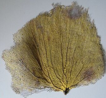 Gorgonia flabellum, žlutá, nádherná