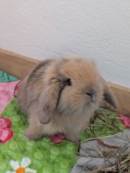 Predám mláďatká králika barančeka