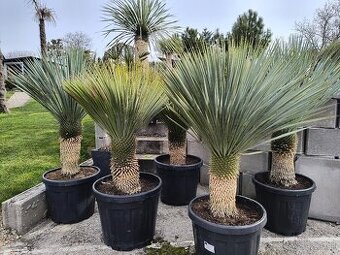 Yucca rostrata kmeň 40cm