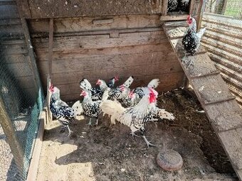 predám nasadove vajicka