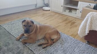 Shar pei