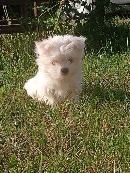Maltezak