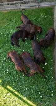 Šteniatka Hanoverského farbiara