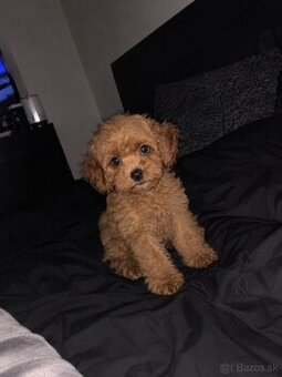 Cavapoo