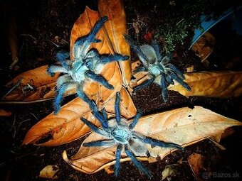 Pavúk, Vtáčkar , Tarantula ,  Monocentropus balfouri