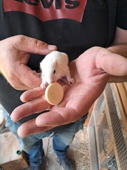 Burunduky