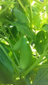 Ačokča - mexická uhorka - zelenina čo lieči
