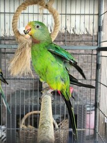 Papagáj Nádherný