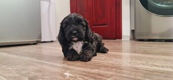 Cavapoo Maltipoo Cockapoo