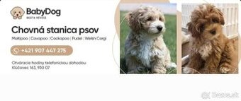 Cavapoo Maltipoo Cockapoo pudel
