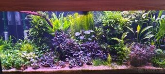 Bucephalandra Ulysses