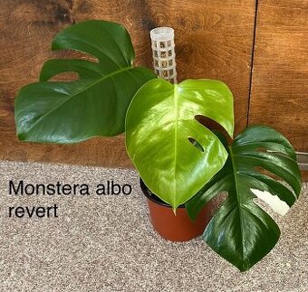 Monstera albo variegata revert