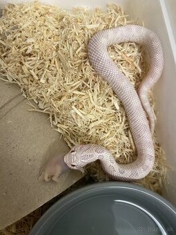 Heterodon nasicus yeti