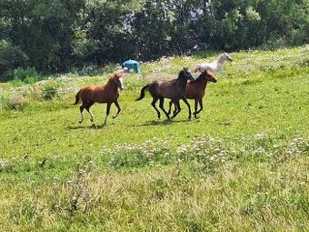 Arabský plnokrvník žrebec