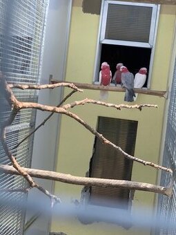 Kakadu ružový lutino