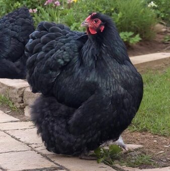 Kuriatka ORPINGTONKA ČIERNA