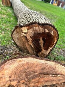 Orech drevo