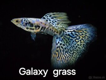 Gupky- Galaxy grass