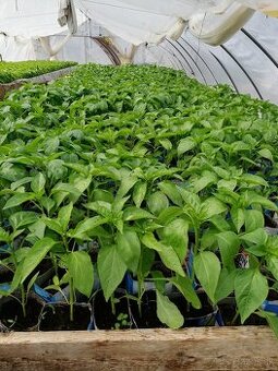 Priesady/planty papriky, rajčín a zeleru
