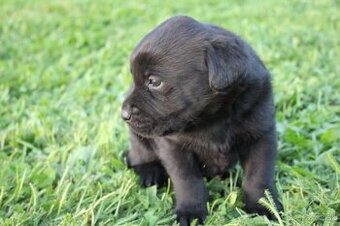 Šteniatka labradora k rezervácii