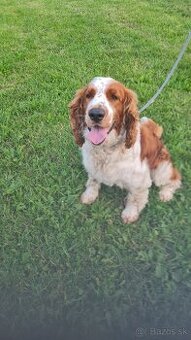 Welsh springer spaniel..
