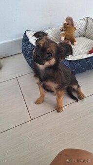 Mini čivava
