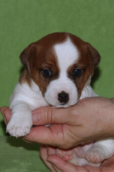 štěňata Jack Russell teriéra s PP
