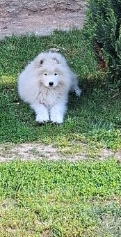 Samojed