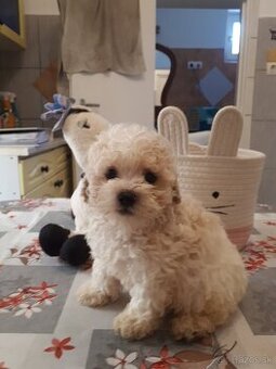 Maltipoo