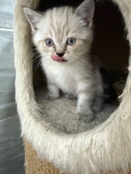 Skotsky Kocurik