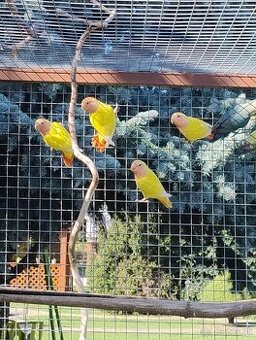 Agapornis ruzovohrdly