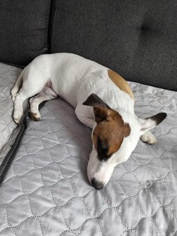 Jack russel
