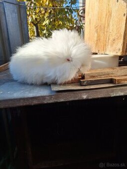 Zakrsly teddy kralik