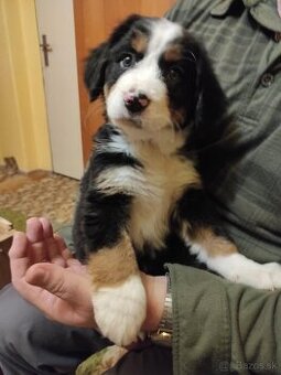 Bernský salašnícky pes šteniatka