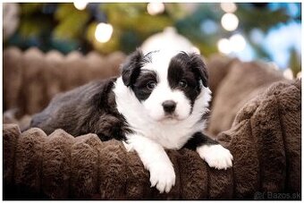 Border Collie Border Kolia s PP FCI
