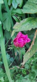 Anemonka ružová
